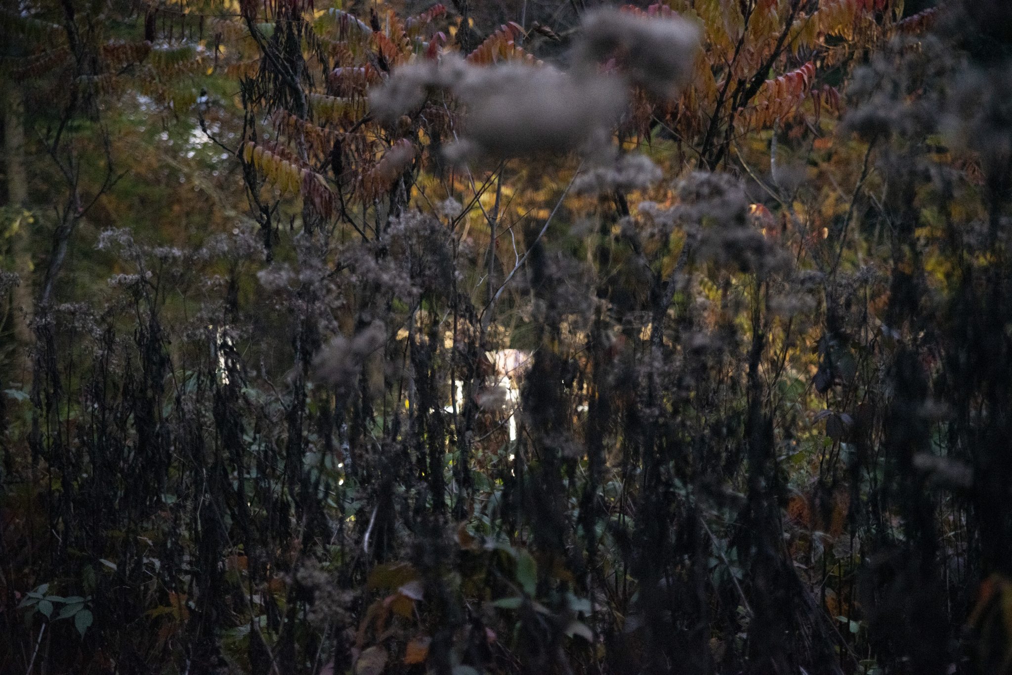 image of grasses and vegetation